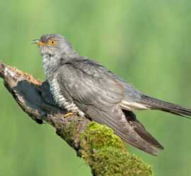 Cuculo in Brabbia | Sergio Luzzini