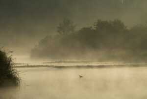 Folaga nella nebbia | Elia Chiesa