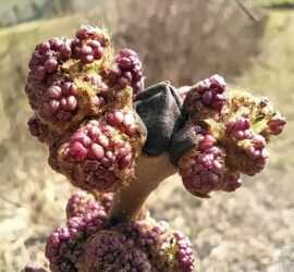 gemma frassino maggiore sonia gallazzi