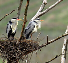 IMG 0377Graureiher Auschnitt 2 rechts 900 2 Michael Schwarz
