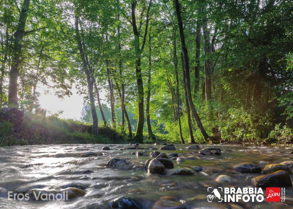 Le luci dell'alba in Palude - Eros Vanoli | Brabbia inFoto 2024