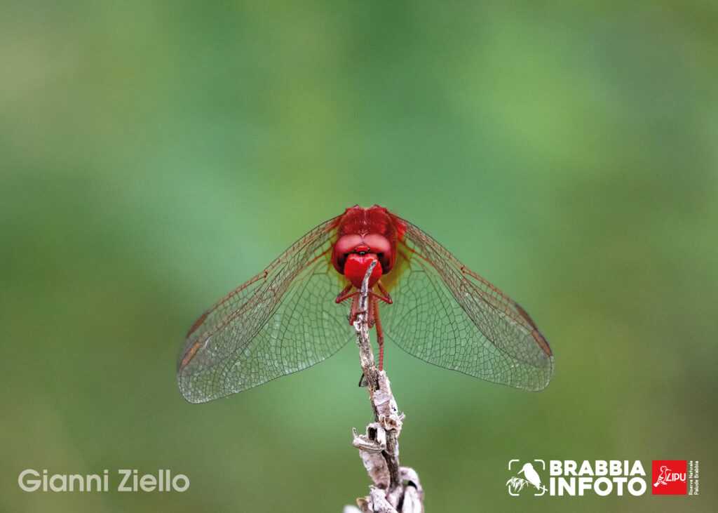 ssssh! Silenzio, altrimenti mi trovano! - Gianni Ziello