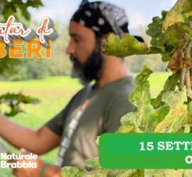 Raccontar di alberi 1