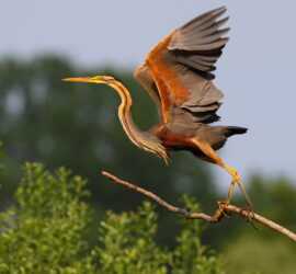 Airone rosso valerio ferrario