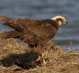 MG 6045 falco di palude femmina