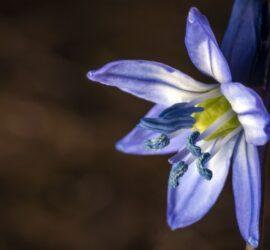 siberian squill sunlight with blurred background 1